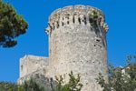 eucvtarquinia