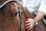 mxenhorseback